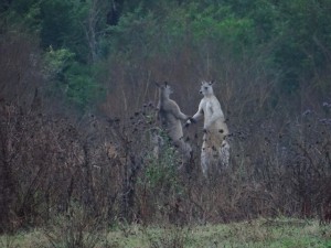 Fighting Kängurus