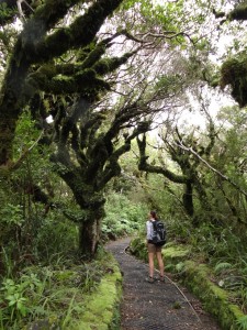 Goblin Forest