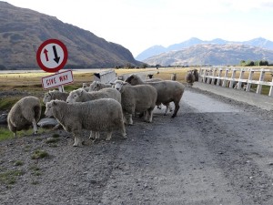 Mehr Schafe als Menschen in Neuseeland