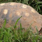 Schildkröte im Refugio