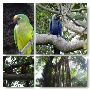 Vögel Pantanal