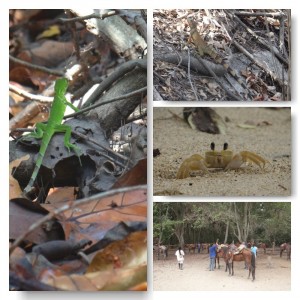 Tayrona Nationalpark Tierwelt