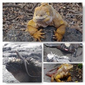 Land und Marine Iguanas Galapagos