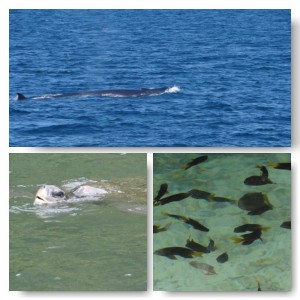 Unter dem Meer auf den Galapagos