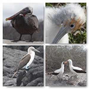 Vogelwelt Galapagos