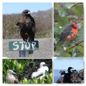 Vögel auf den Galapagos Inseln