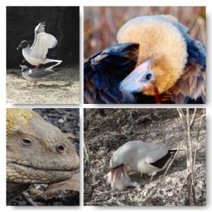 upnaway Impressionen Galapagos 2014