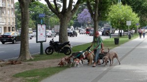 Hunde-Sitter in Buenos Aires