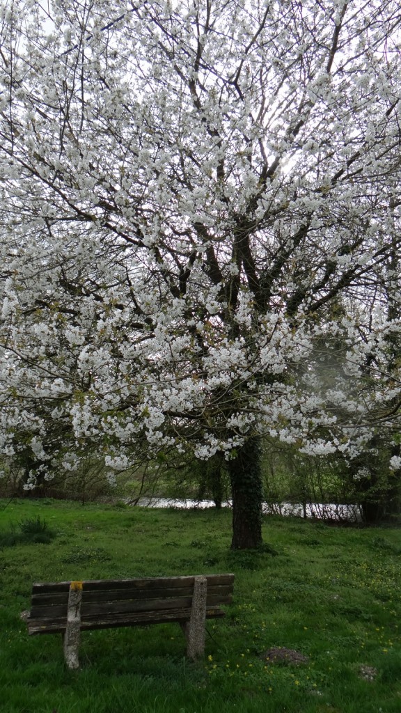 Kirschbaumblüte in England 2015